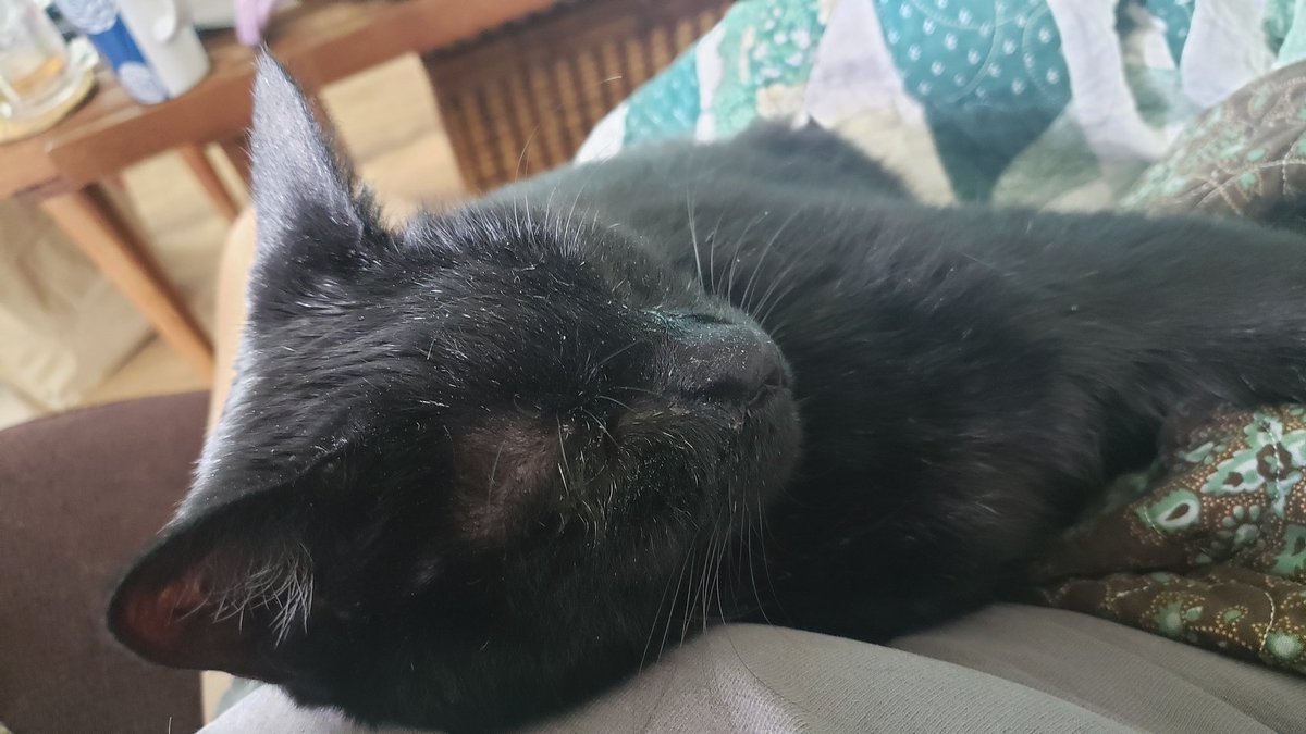 <a href="/TheStourbridge/">George The Stourbridge Junction Station Cat</a> Here is my lovely panther, Capt Picard, a stray DSH rescued 13 years ago when he was a kitten. Enjoying an afternoon nap on his special summer quilt.