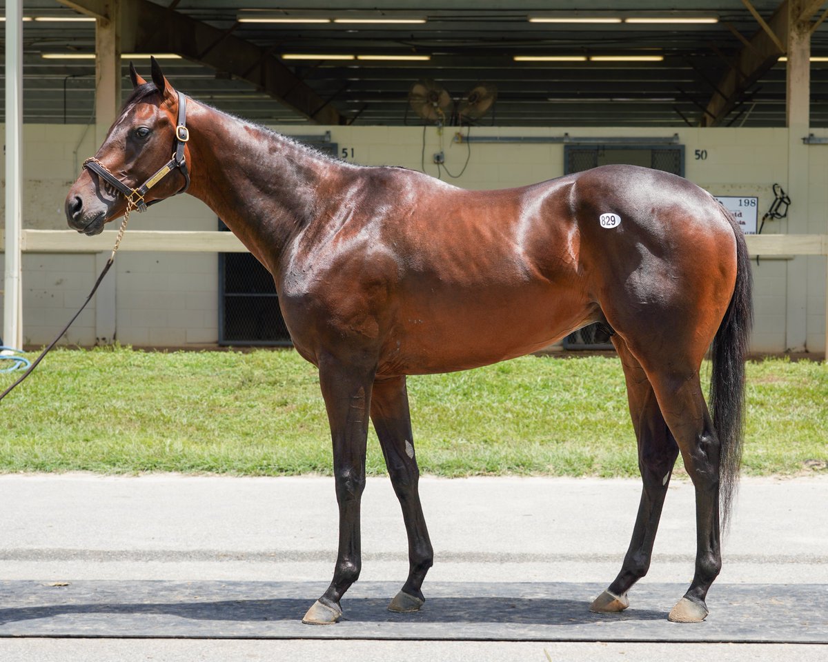 OBSSales (@obssales) on Twitter photo "This colt is just a special horse. He does everything naturally." One of the potential standouts for #OBSJune is Hip 829, who tied the OBS track record when he breezed in :20 1/5 during the UT show for <a href="/omarramirezbl/">omar ramirez</a> : 🔗bit.ly/3SUpmjW
📸(OBS/VidHorse Photo) "This colt is just a special horse. He does everything naturally." One of the potential standouts for #OBSJune is Hip 829, who tied the OBS track record when he breezed in :20 1/5 during the UT show for <a href="/omarramirezbl/">omar ramirez</a> : 🔗bit.ly/3SUpmjW
📸(OBS/VidHorse Photo)