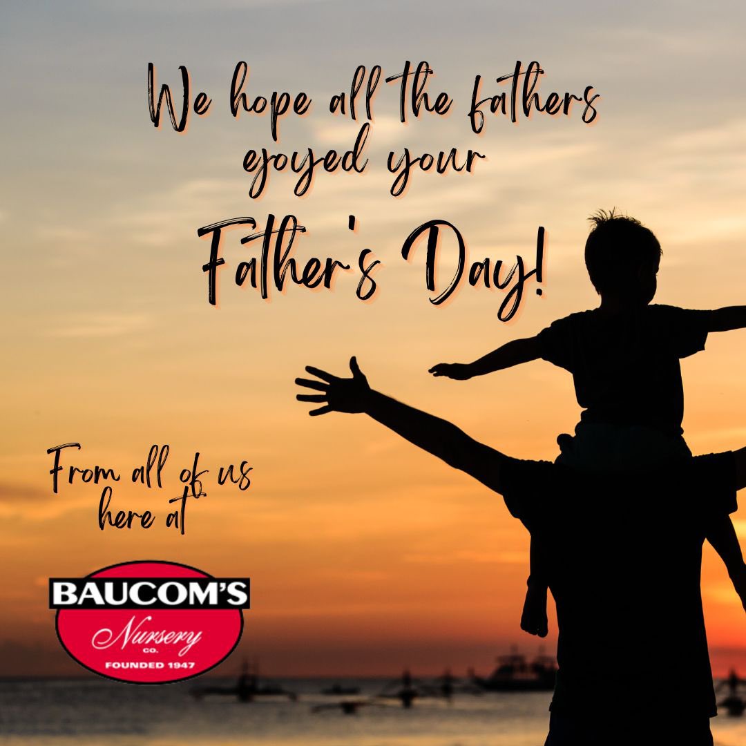 Visit us at baucomsnursery.com for all your WHOLESALE ONLY needs. 

#fathers #day #hibiscus #hangingbaskets #provenwinners #roses #rose #eclipse #lantanas #annuals #planters #gerbera #daisy #tree #planters #plant #plants #tropical #shrubs #crapemyrtles #baucomsnursery