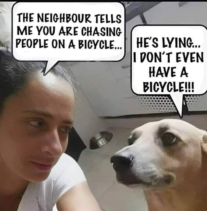 Heckin Good Dogs (@heckingooddogs) on Twitter photo 