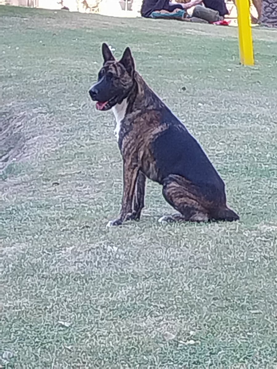 <a href="/VivireNuevaCba/">VivirenNuevaCórdoba®</a> <a href="/patitasdelsurr/">Patitas del Sur🐾</a>  esta este perro asustado en el palacio ferreyra. Es un macho castrado. Se nota que esta perdido porque esta buscando a sus dueños