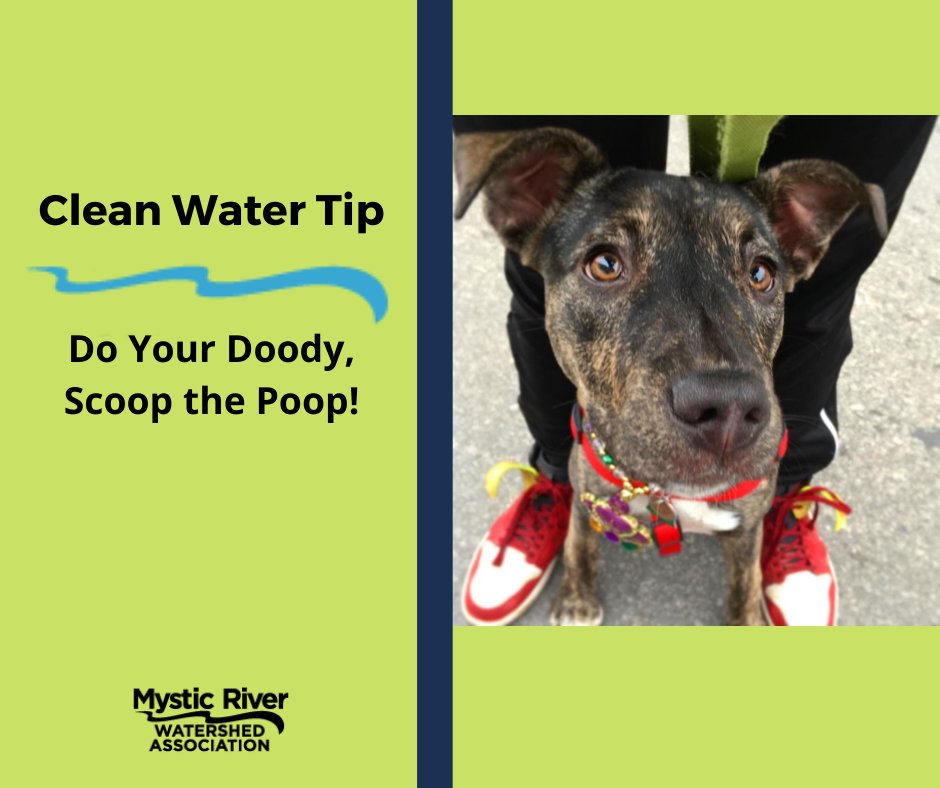 🐶💩you hate stepping in it, and 🐟 hate swimming in it, too! We ask that you regularly scoop your dog's poop from public areas AND your backyard, before it washes into our waterways. Visit somervillema.gov/departments/pr… or mysticriver.org/stormwater for more info. <a href="/MWRA_update/">MWRA</a>