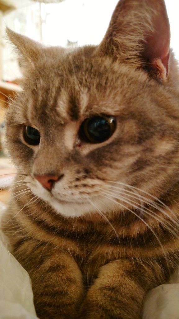 PoYmd's tweet image. こんな時間に帰宅して、すぐにでも寝たいのにベッドに猫のゲロがある。犯人はこいつ。