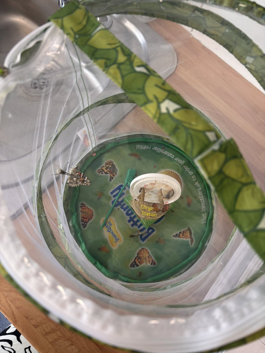 We have butterflies in year 2! 🦋🐛<a href="/MissHRukhsar/">Miss Rukhsar</a>
