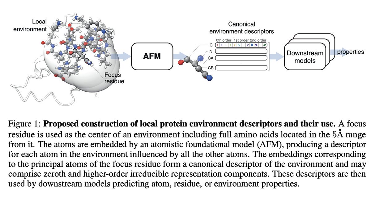 Corin Wagen (@corinwagen) on Twitter photo The first paper citing Egret-1 was released recently, less than a month after we released our model...
<a href="/sankethvedula/">Sanketh Vedula</a>, <a href="/Alex__Bronstein/">Alex Bronstein</a>, + co-workers use Egret-1 embeddings to predict local protein properties like NMR shift + secondary structure. The first paper citing Egret-1 was released recently, less than a month after we released our model...
<a href="/sankethvedula/">Sanketh Vedula</a>, <a href="/Alex__Bronstein/">Alex Bronstein</a>, + co-workers use Egret-1 embeddings to predict local protein properties like NMR shift + secondary structure.