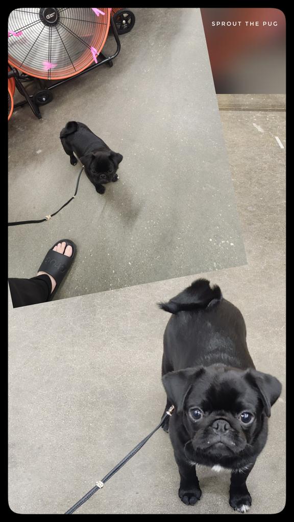 JuiceBox here!

I got to go on a field trip last week! It was amazing!!! We went to Home Depot, Petsmart and Petco! It was a whole new world! 🤯
 #shoppingisawesome #fieldtrip #puglife #blackpugpuppy #pugpuppy #mondaymotivation