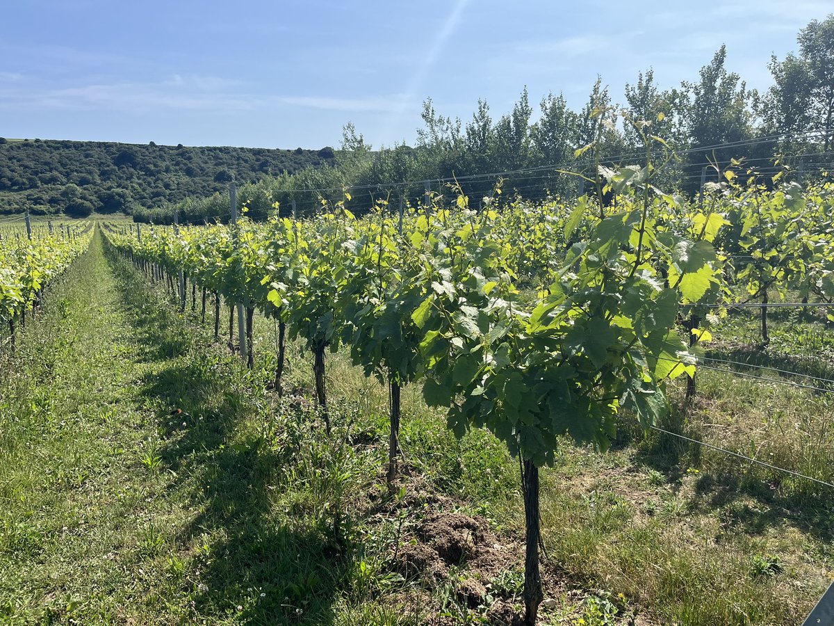 The vines about a week ahead of average this year with similar GDDs to 2018 … some flowering taking place in the Chardonnay.