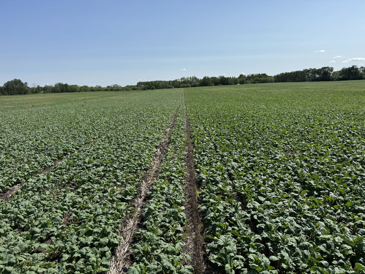 Karson (@karsongridley) on Twitter photo It’s neat seeing differences in canola trials! 🌱 <a href="/NutrienAg_SAB/">Nutrien Ag Solutions - Southern Alberta</a> It’s neat seeing differences in canola trials! 🌱 <a href="/NutrienAg_SAB/">Nutrien Ag Solutions - Southern Alberta</a>