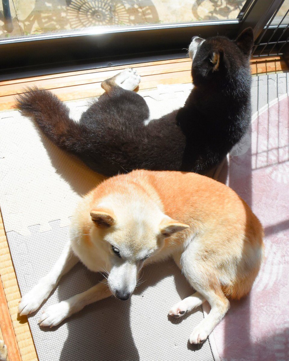 EdzhooC's tweet photo. @JamesWynnReal @EricTrump @tier10k @justinsuntron Like a two legendary dogs. 
$COCORO $NEIRO
@CocoroBlackShib https://t.co/8WSCSwotuO
