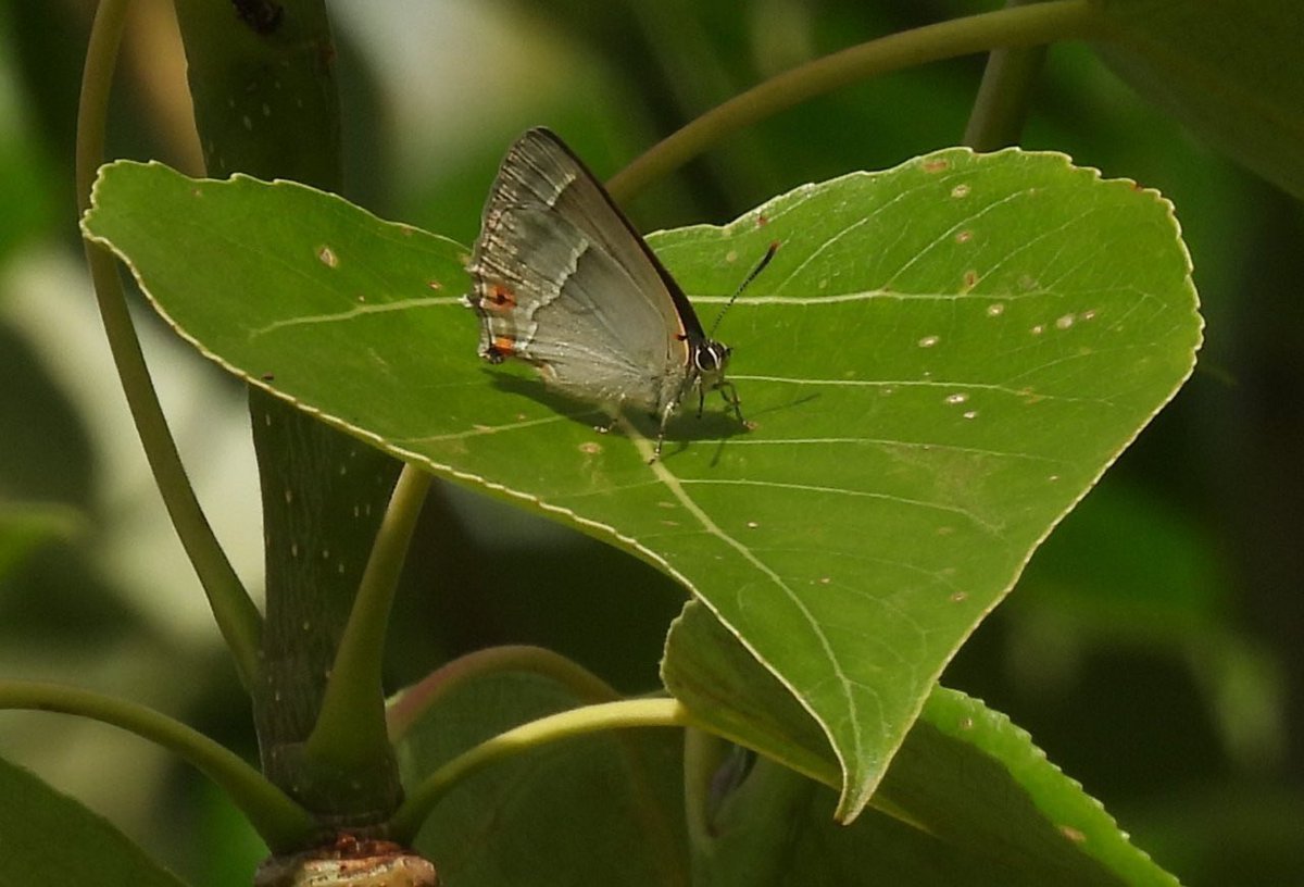Lloyd Evans (@ecolaevans) on Twitter photo Today I was fortunate to spot an early Purple Hairstreak Ledbury, Herefordshire whilst at a worksite. Possibly from one of the young Oak trees planted there. <a href="/savebutterflies/">Butterfly Conservation 🦋</a> <a href="/HerefordshireWT/">Herefordshire Wildlife Trust</a> <a href="/BC_WestMids/">West Midlands Butterfly Conservation</a> Today I was fortunate to spot an early Purple Hairstreak Ledbury, Herefordshire whilst at a worksite. Possibly from one of the young Oak trees planted there. <a href="/savebutterflies/">Butterfly Conservation 🦋</a> <a href="/HerefordshireWT/">Herefordshire Wildlife Trust</a> <a href="/BC_WestMids/">West Midlands Butterfly Conservation</a>