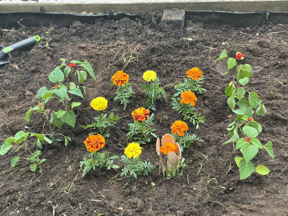 NiloofarNikbin's tweet image. Green hands, calm minds😊a peaceful Sunday activity with our patients.
@Lily_GMMH 
@JordanGmmh 
#MacCollAboration 
#TakeALookAtMeadowbrook 
#MentalHealth