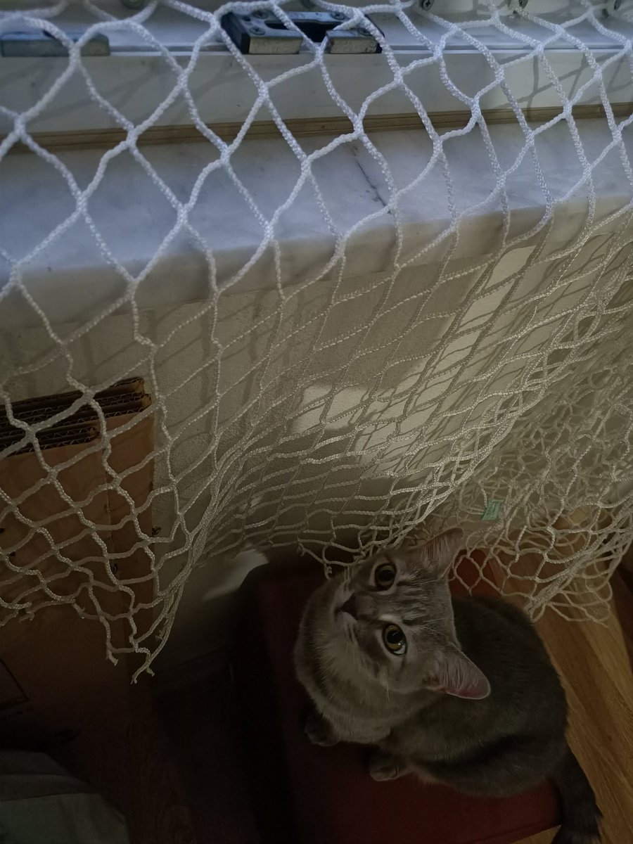 File takıyorum kuşları daha rahat seyretsin diye meraklı meraklı seyrediyor