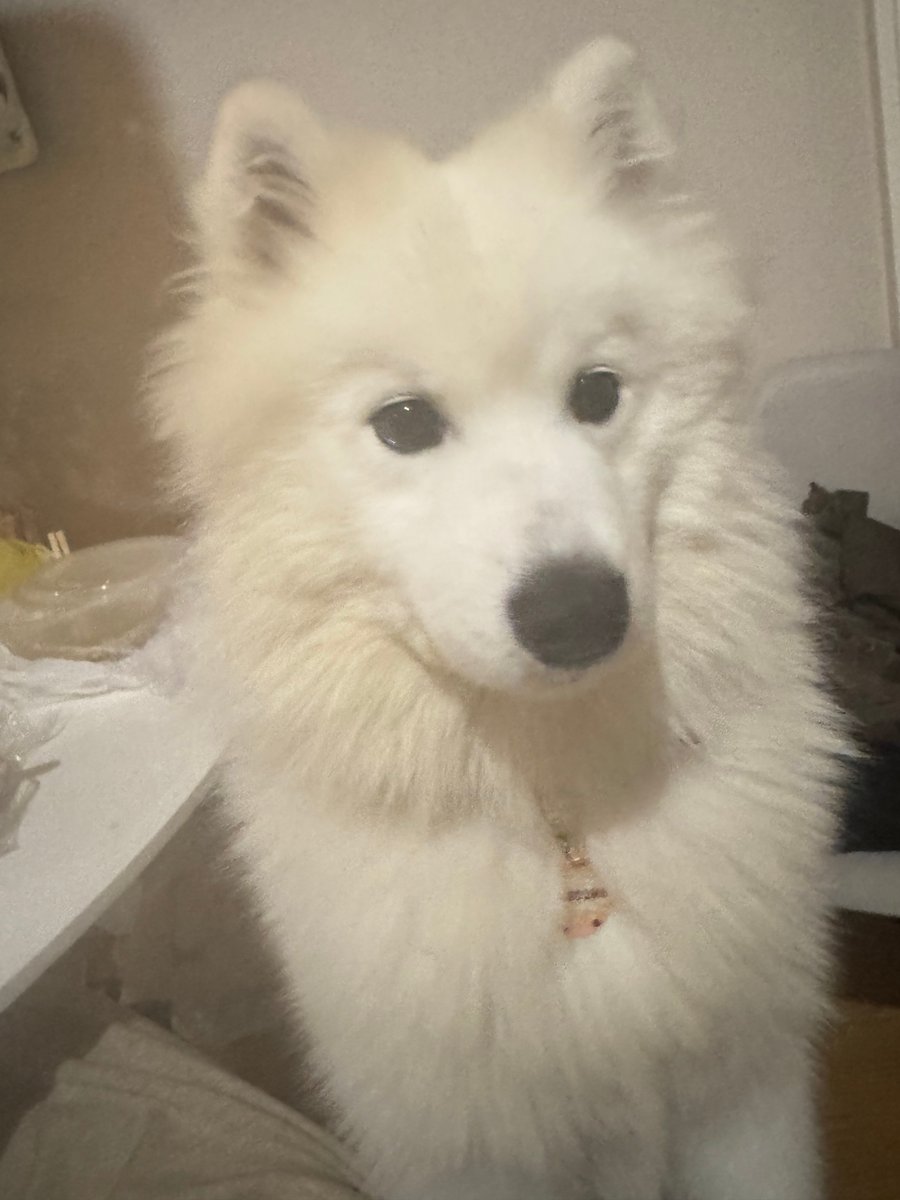🆘15 Jun 2025 #Lost Ben #ScanMe #PUPPY
YOUNG White Samoyed Female
Muirhouse area of #Edinburgh #Scotland #EH4 doglost.co.uk/dog/198663