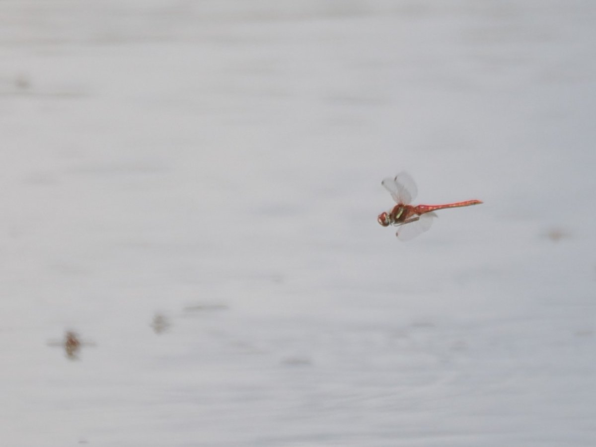 Harry's Birds & Wildlife tweet media