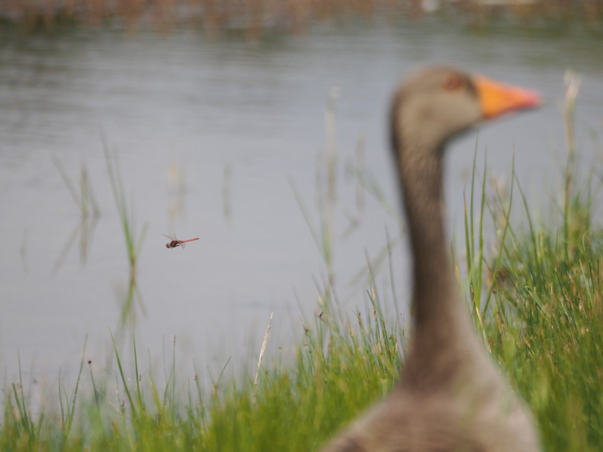 Harry's Birds & Wildlife tweet media