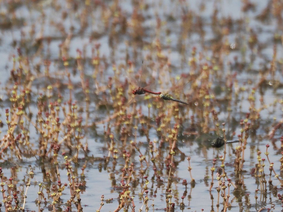 Harry's Birds & Wildlife tweet media