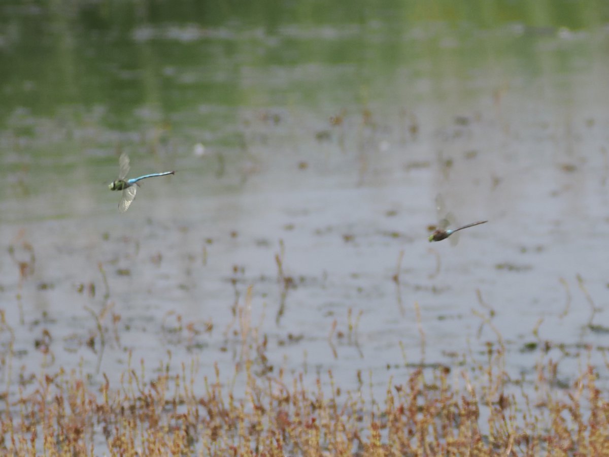 Harry's Birds & Wildlife tweet media