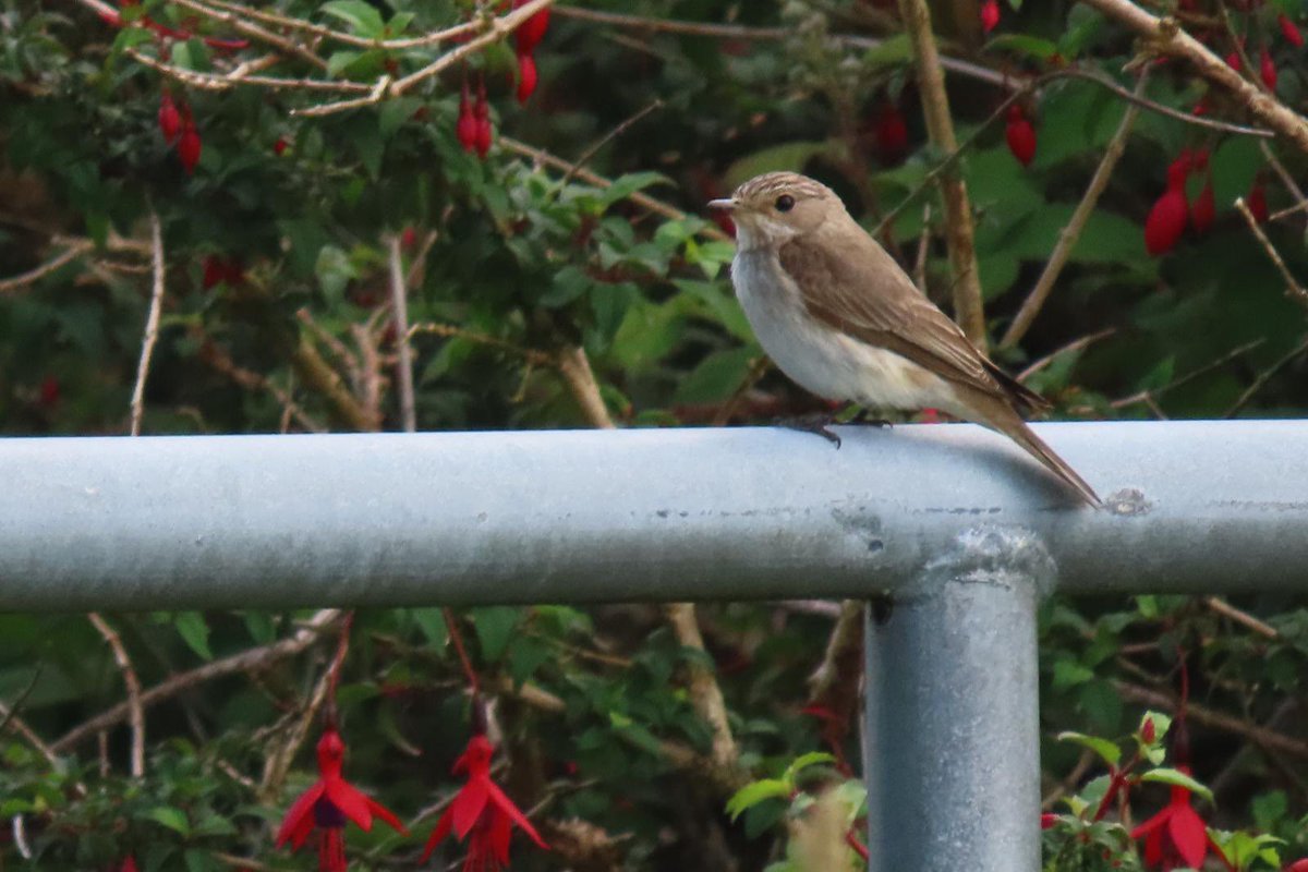BarneyBirder's tweet photo. Spotted flycatcher feeding young in private garden on road to Inny estuary—Ballinskelligs https://t.co/sQ2HCDixJI