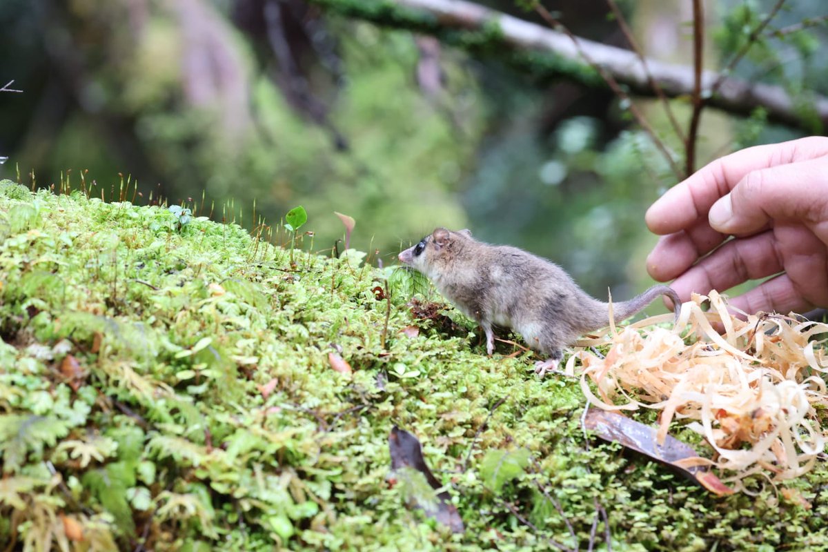 conaf_loslagos's tweet image. Tras una buena recuperación en Chiloé Silvestre, cinco ejemplares del marsupial Monito del Monte fueron liberados en el Sendero Rancho Grande del Parque Nacional Chiloé,en un trabajo junto al @sagchile @conaf_minagri