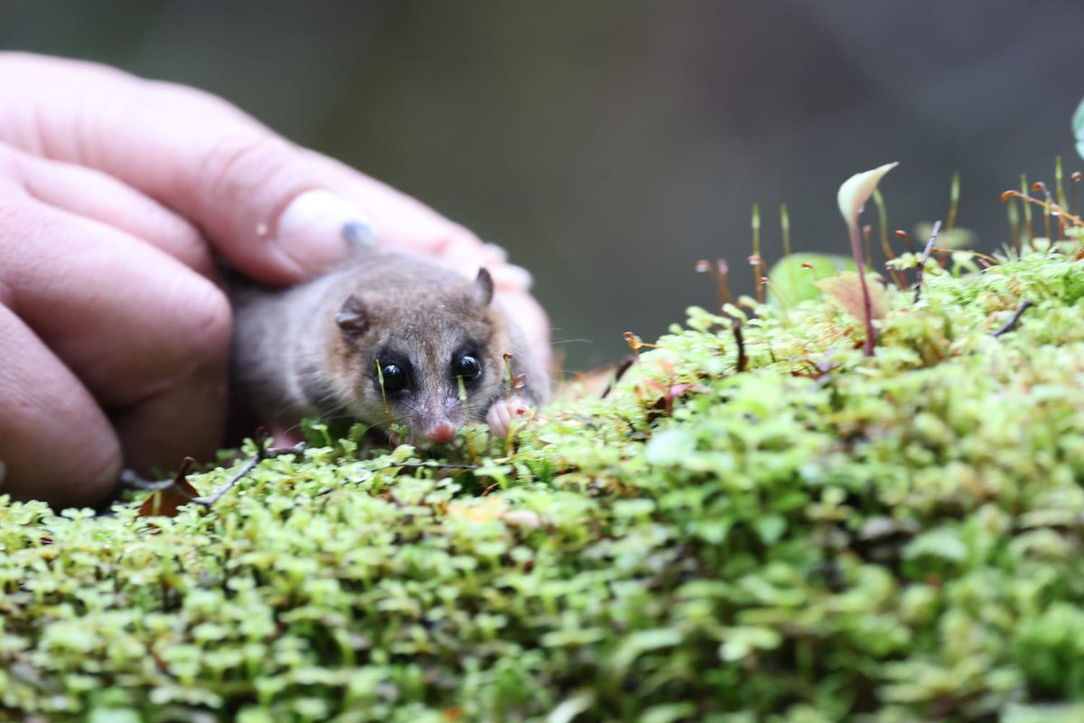 conaf_loslagos's tweet image. Tras una buena recuperación en Chiloé Silvestre, cinco ejemplares del marsupial Monito del Monte fueron liberados en el Sendero Rancho Grande del Parque Nacional Chiloé,en un trabajo junto al @sagchile @conaf_minagri