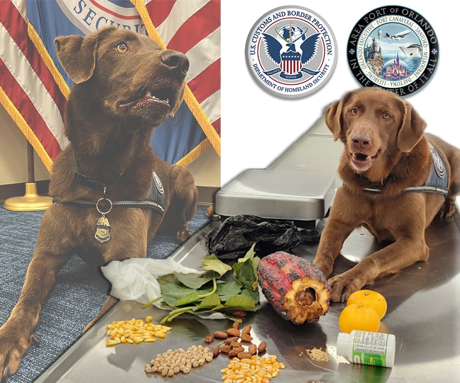 Director of Field Operations Carlos C. Martel (@dfoflorida) on Twitter photo 🦮HARD WORKING PARTNER🐾
Agriculture K9 Bisco alerted to baggage at <a href="/MCO/">Orlando International Airport</a>. Three bags had undeclared items seized.
IF YOU'RE NOT SURE - DON'T PACK IT!
#AgricultureK9 #MCOAirport #CustomsEnforcement #OFOProud🇺🇲 🦮HARD WORKING PARTNER🐾
Agriculture K9 Bisco alerted to baggage at <a href="/MCO/">Orlando International Airport</a>. Three bags had undeclared items seized.
IF YOU'RE NOT SURE - DON'T PACK IT!
#AgricultureK9 #MCOAirport #CustomsEnforcement #OFOProud🇺🇲