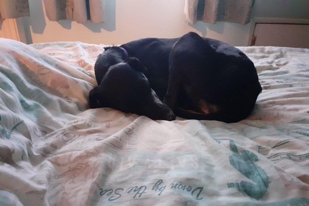 Lurcher SOS ๐พ๐พ (@lurchersos) on Twitter photo Meet Lulu, a dainty elegant Lurcher, possibly Whippet x Saluki, standing just 21โ & weighing 15kg. At around 18 months to 2 years old, she is quiet & slightly timid, but beneath that shyness, there's a cheeky little Saluki princess waiting to shine #k9hour Meet Lulu, a dainty elegant Lurcher, possibly Whippet x Saluki, standing just 21โ & weighing 15kg. At around 18 months to 2 years old, she is quiet & slightly timid, but beneath that shyness, there's a cheeky little Saluki princess waiting to shine #k9hour