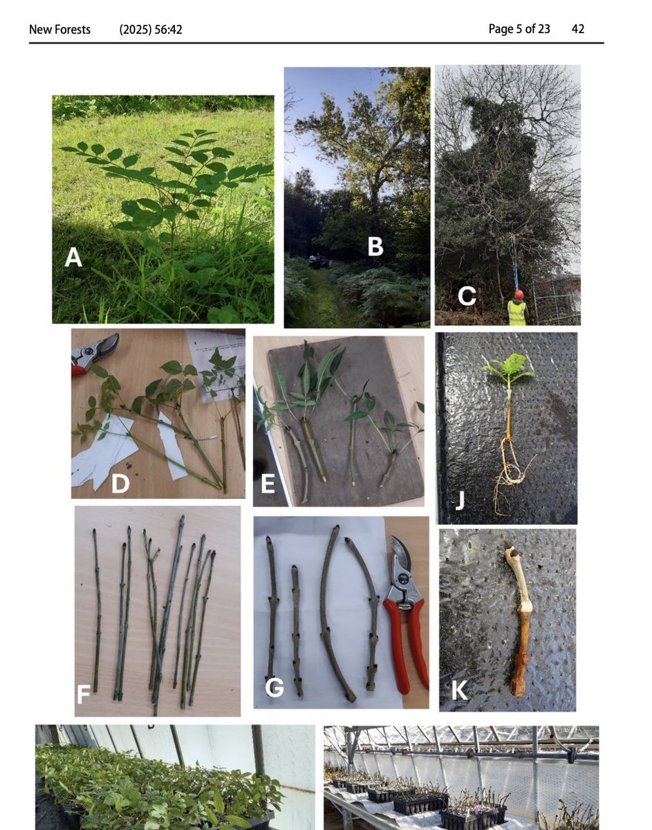 FutureTreesUK's tweet image. 📢 New paper from the Living Ash Project:
Vegetative propagation of ash (Fraxinus excelsior) shows high success from 1–3 yr old material (91% rooting), but not from older trees. Peat-free media performed well; mycorrhizal inoculation had no benefit.
🔗 doi.org/10.1007/s11056…