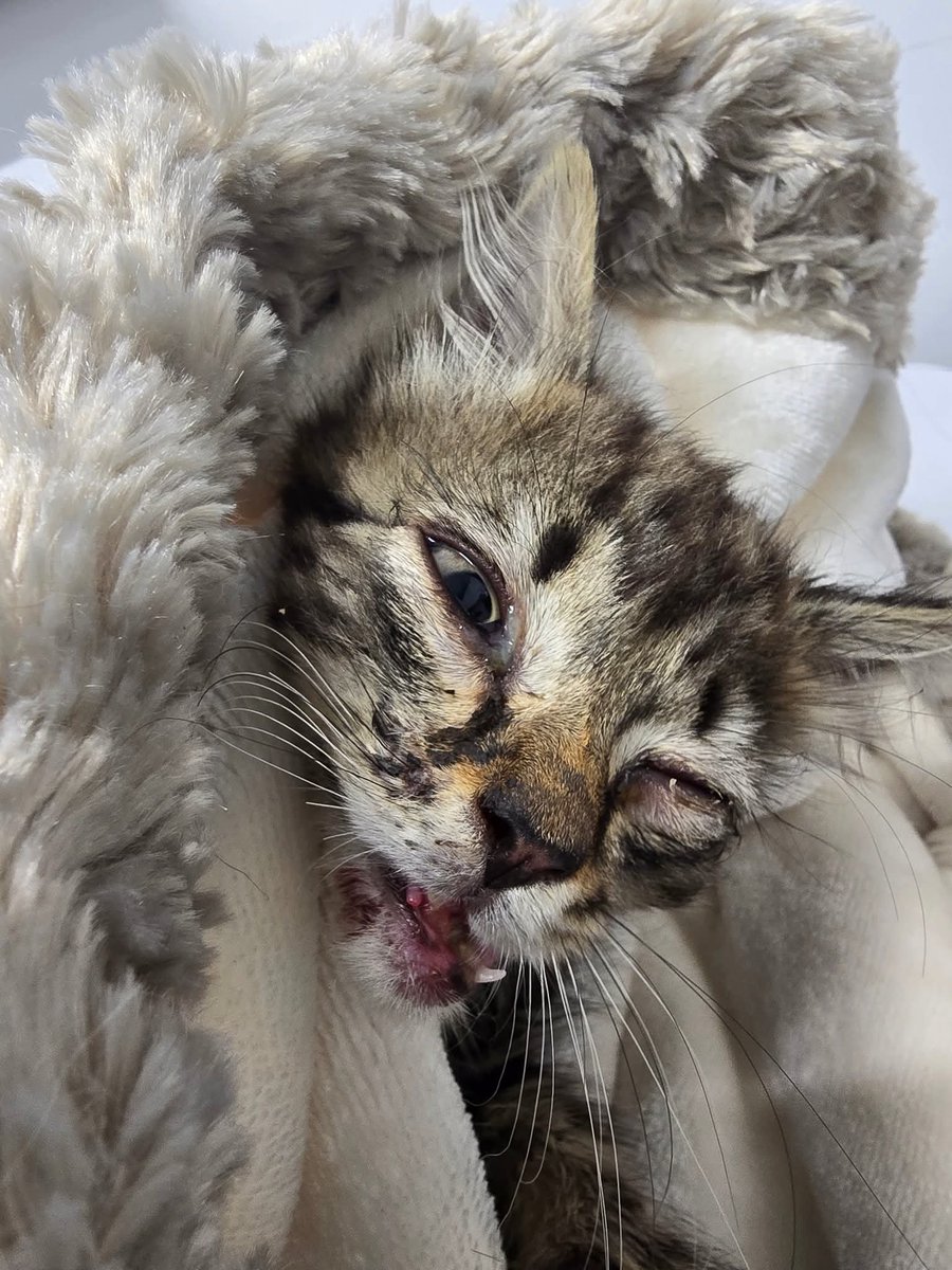 Tetley@ Update.
Its 72 hours since 7wk old Tetley came to us following  horiffic abuse.
He has multiple  fractures of the jaw and dislocation  .
48 hours ago his jaw was wired to stabilise it and he was put on intravenous fluids. 
He has now started  eating liquid food.