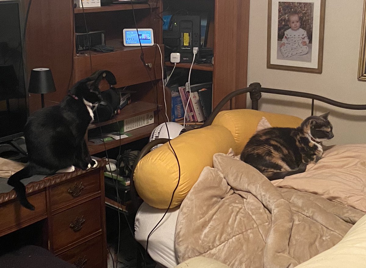 itzmefig's tweet image. Me Fig wants to spends tieme… wif Mine Bige Sister. ..