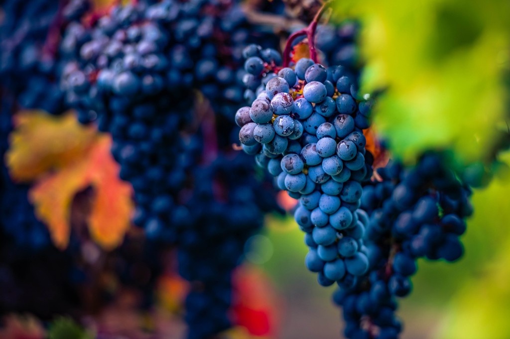The moderating effects of Lake Ontario and Lake Erie and the protective influence of the Niagara Escarpment, create a moderate temperature zone during the spring and summer growing seasons, making Niagara a prime grape growing region. 🍷🍇
