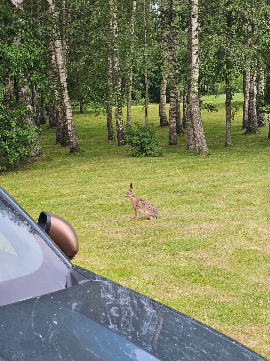Nepieradinātais pagalma iemītnieks.