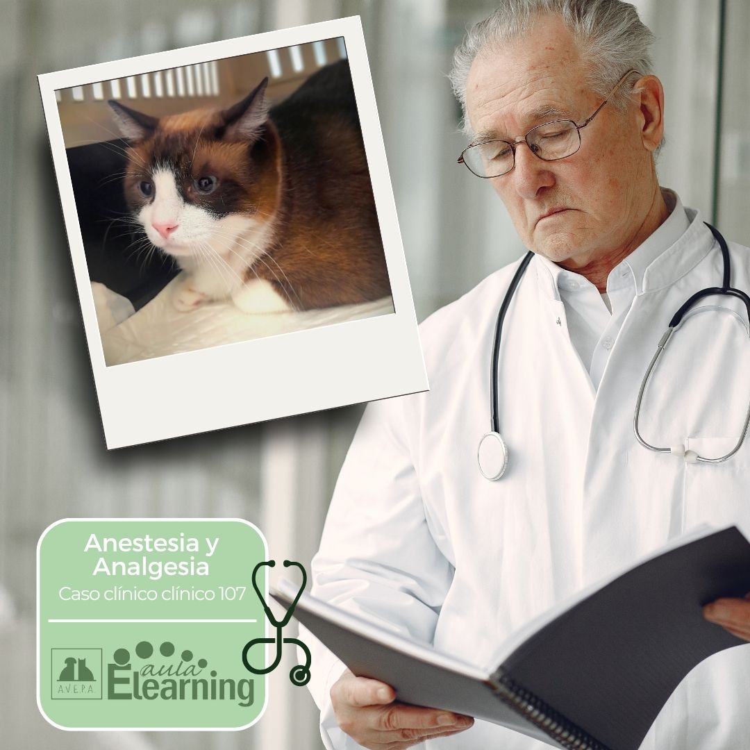 AVEPA (@avepa_vet) on Twitter photo ¿Por qué Alfred, un gato sano y con buen apetito, tiene dificultades para defecar?
Descúbrelo en el #casoclínico nº107 de #AVEPAElearning con Agustín Martínez (Anestesia y analgesia).
formacion.avepaelearning.com/course/info.ph…
#Formacionveterinaria #Veterinaria #AnestesiologiaVeterinaria #analgesia ¿Por qué Alfred, un gato sano y con buen apetito, tiene dificultades para defecar?
Descúbrelo en el #casoclínico nº107 de #AVEPAElearning con Agustín Martínez (Anestesia y analgesia).
formacion.avepaelearning.com/course/info.ph…
#Formacionveterinaria #Veterinaria #AnestesiologiaVeterinaria #analgesia