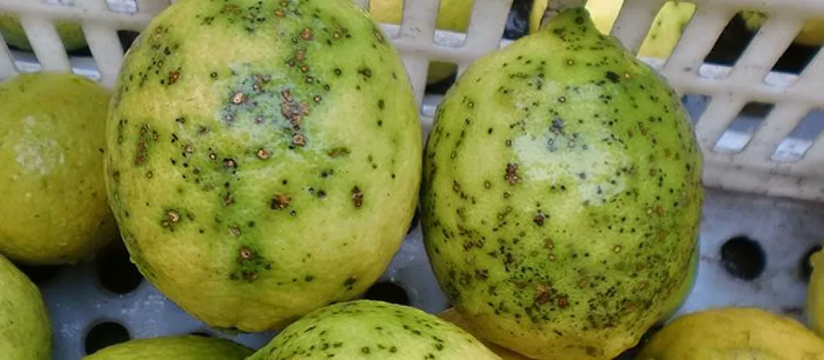 🚨 Alerta máxima tras la llegada de unos primeros limones provenientes de Sudáfrica con un hongo que provoca la temida y peligrosa enfermedad de la mancha negra. 

Luego son todo restricciones para el producto nacional, pero dejan entrar esta basura que podría perjudicar
