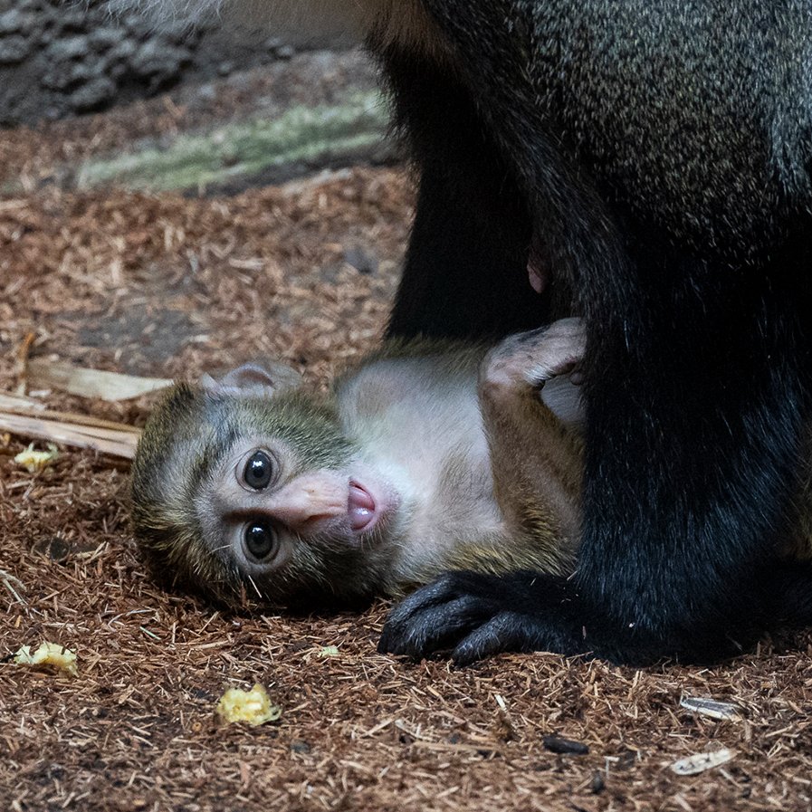 sandiegozoo's tweet image. Meet Lillie's little 🐒
If you've swung by the De Brazza's monkey habitat recently, you may have spotted an adorable new addition exploring with the rest of the troop. Lulua was born on May 2nd and is named after a river from their native habitat in the Congo.
