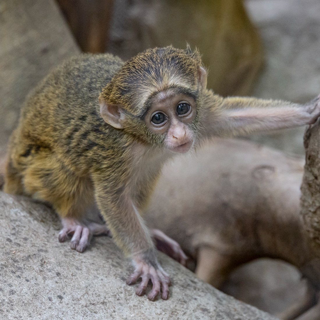 sandiegozoo's tweet image. Meet Lillie's little 🐒
If you've swung by the De Brazza's monkey habitat recently, you may have spotted an adorable new addition exploring with the rest of the troop. Lulua was born on May 2nd and is named after a river from their native habitat in the Congo.