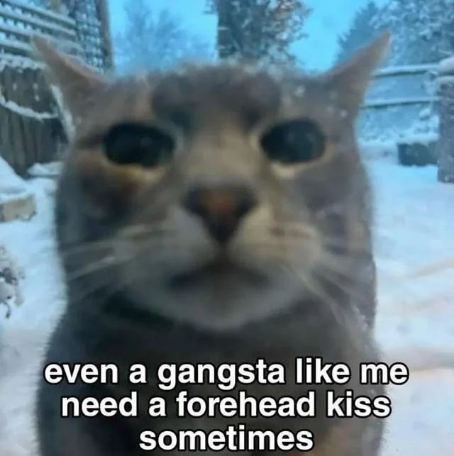 hourly_shitpost's tweet image. 