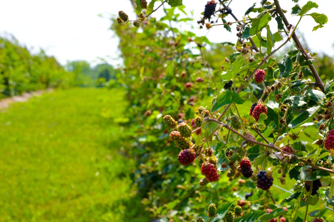 Colonial_Garden's tweet photo. Our blackberries are finally starting to come in! 🍓✨U-Pick is so close we can taste it. Our official start date for U-Pick at Colonial Gardens remains Tuesday, 6/24, but we may be ready sooner depending on weather or crop availability. Stay tuned! https://t.co/b5hWaEKYOn https://t.co/m4z9Cxgibq