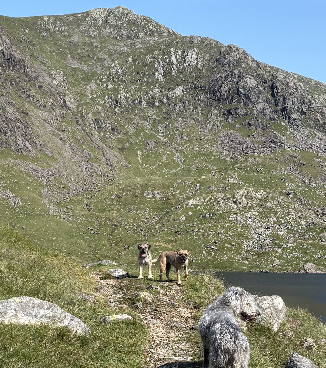 FTerrierist's tweet photo. Good day to get out on the fells with @HooliNuala helping me to supervise those #fixthefells #volunteers #BTPosse #borderterrier #thelakedistrict https://t.co/TL8vKJTzkg
