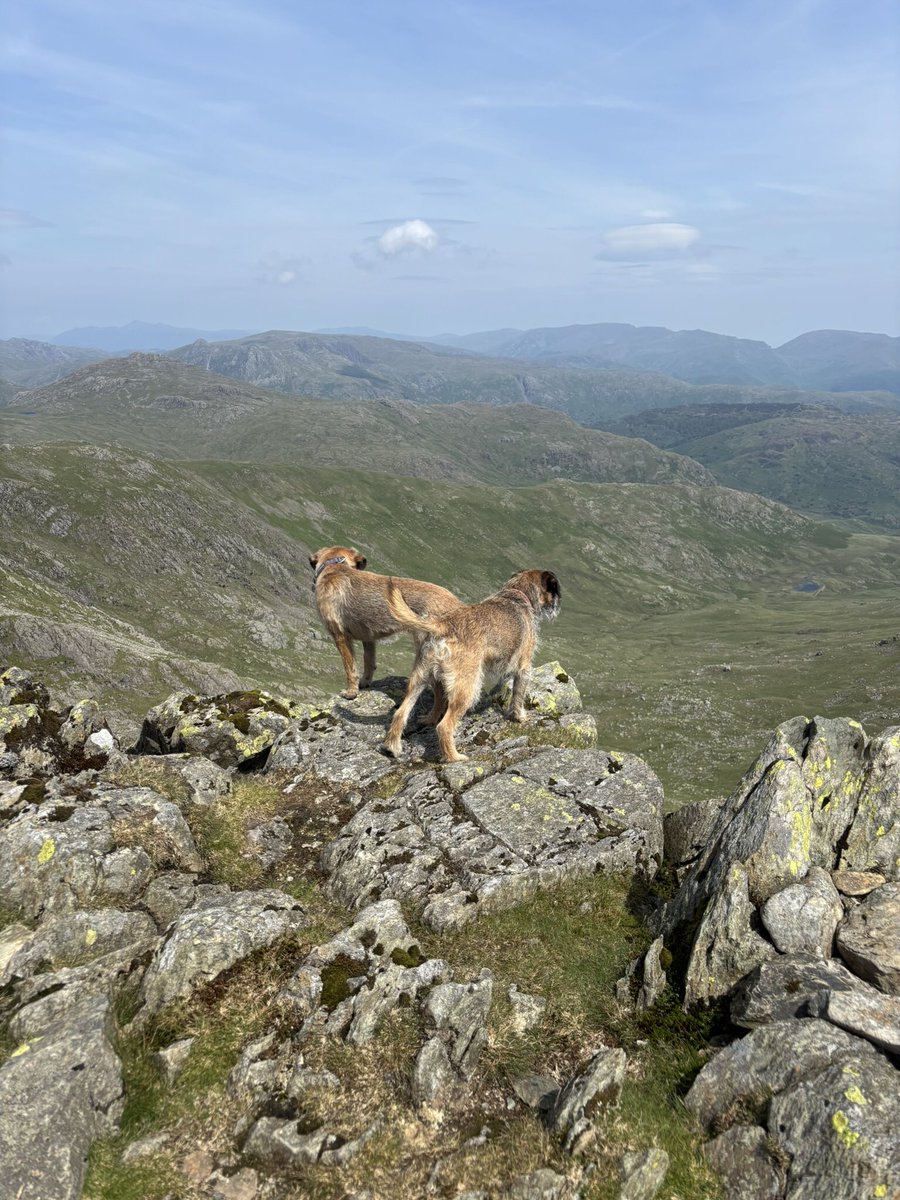 FTerrierist's tweet photo. Good day to get out on the fells with @HooliNuala helping me to supervise those #fixthefells #volunteers #BTPosse #borderterrier #thelakedistrict https://t.co/TL8vKJTzkg