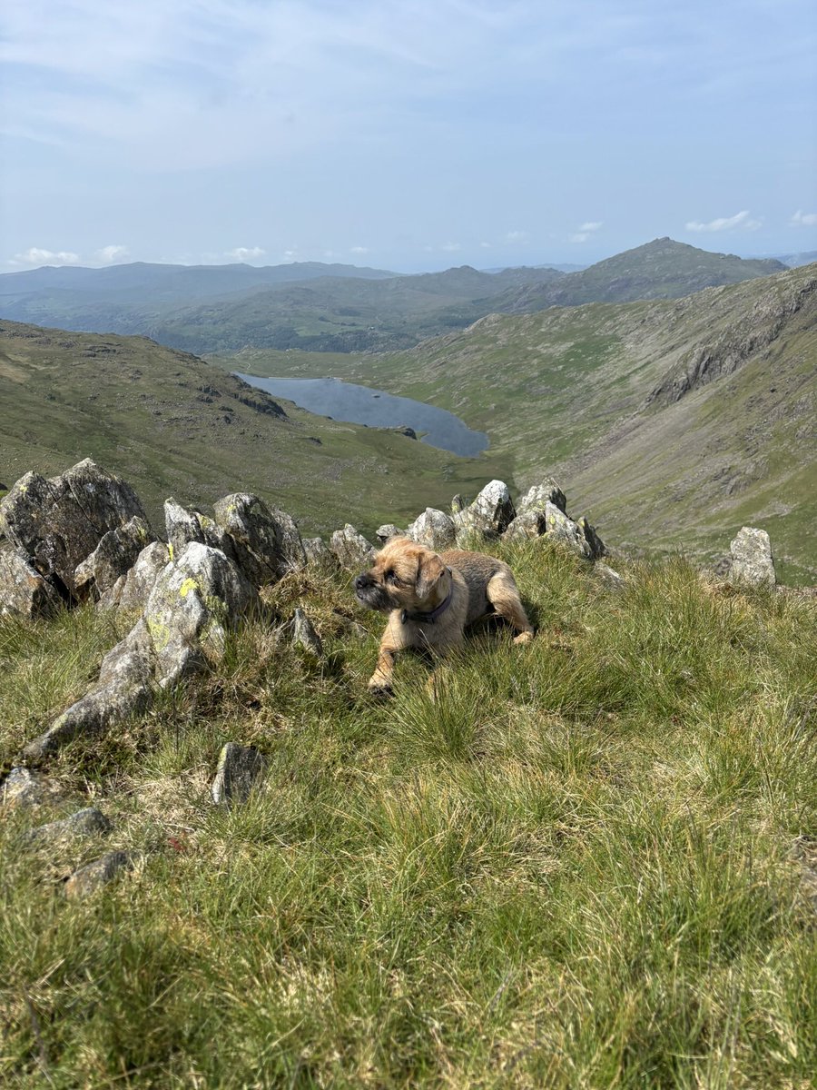 FTerrierist's tweet photo. Good day to get out on the fells with @HooliNuala helping me to supervise those #fixthefells #volunteers #BTPosse #borderterrier #thelakedistrict https://t.co/TL8vKJTzkg