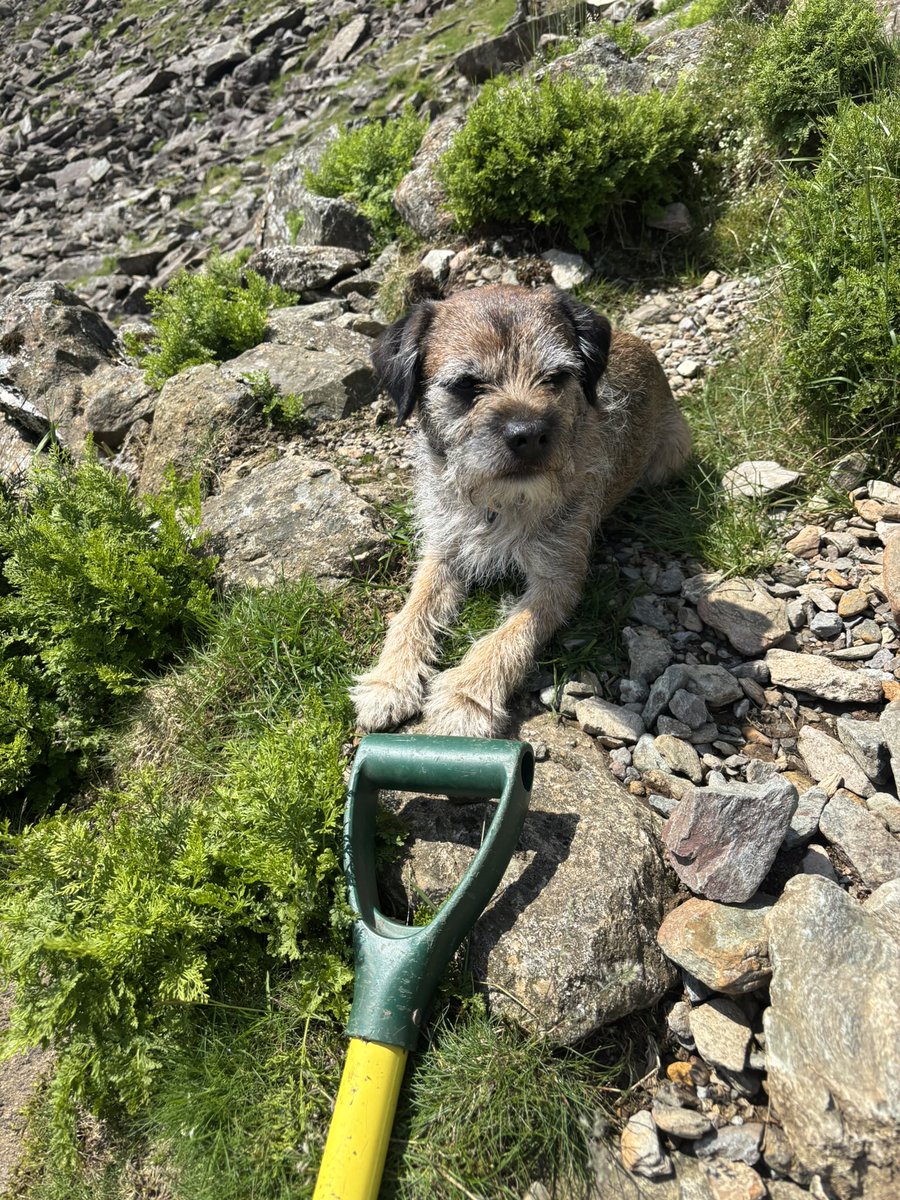 FTerrierist's tweet photo. Good day to get out on the fells with @HooliNuala helping me to supervise those #fixthefells #volunteers #BTPosse #borderterrier #thelakedistrict https://t.co/TL8vKJTzkg