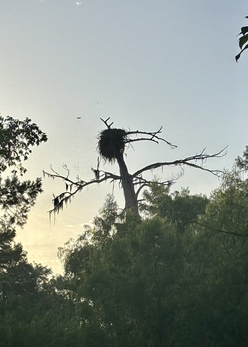Classic Atchafalaya Basin Eagle’s Nest!🦅🇺🇸