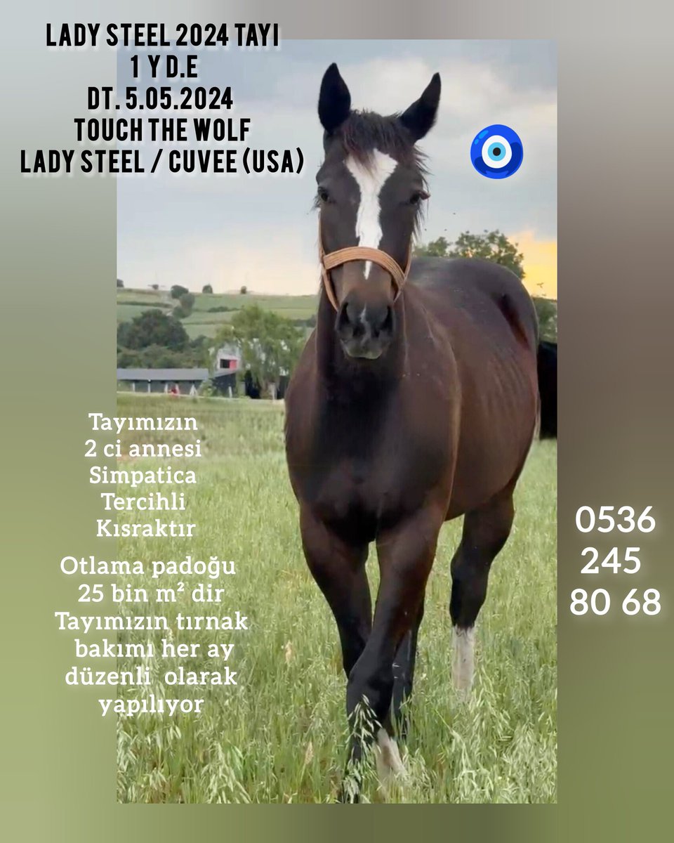 MetinMfg's tweet photo. #Authorized ve #TouchTheWolf erkek taylarına #varmıtalip @varmitalip  @kurtekurisi @01Szler @AVEOTO @cantinazhakan @GenceroSair @atabeystud @CelikogluStllns @MuratSaracoglu @murataktas4444 @galatasaray1980 https://t.co/rm3zswcsPx