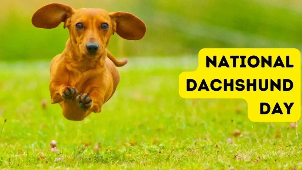 Mark your calendar! National Dachshund Day is coming up on June 21st! dogtipper.com/national-dachs…
