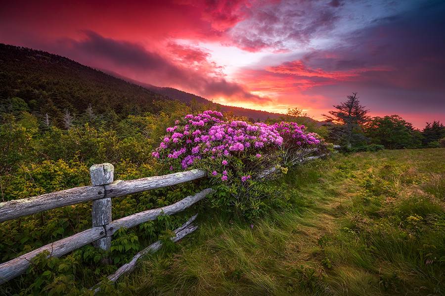 DaveAllenPhoto's tweet image. Gotta love a spring hike in the Blue Ridge Mountains of western North Carolina!  What are y&apos;all getting into this week? 😃