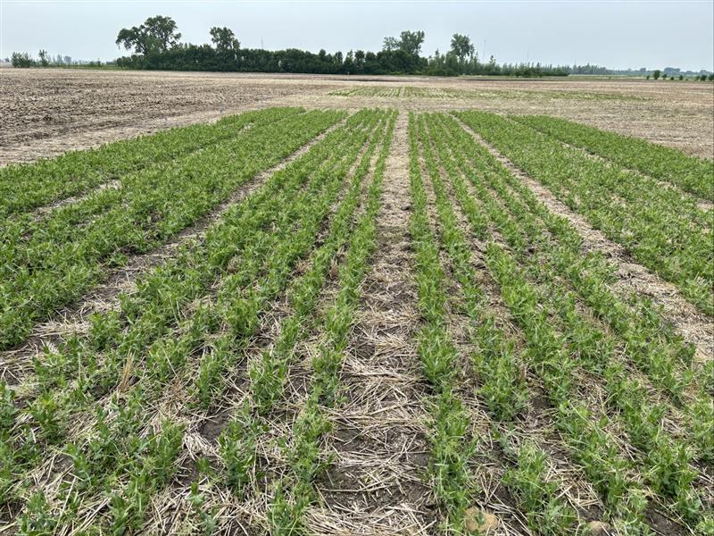 MbPulseGrowers's tweet photo. Checked in at @WADOresearch last week on pea leaf weevil seed treatment trials + regional variety trials for dry beans, soybeans, field peas &amp; lupins. Plots are looking great—excited to see them featured on the July tour! 🌱🔬 #AgResearch #CropTrials https://t.co/C6mUxbjMvs