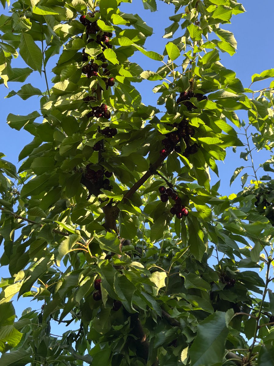 Chelan cherries looking strong in Grandview, WA 🍒

This grower is using NACHURS Triple Option at 1 gal/ac, applied six times throughout their regular season spray program — supporting crop health and consistent nutrition all season long.

🔗 nachurs.com/tripleoption

#NACHURS