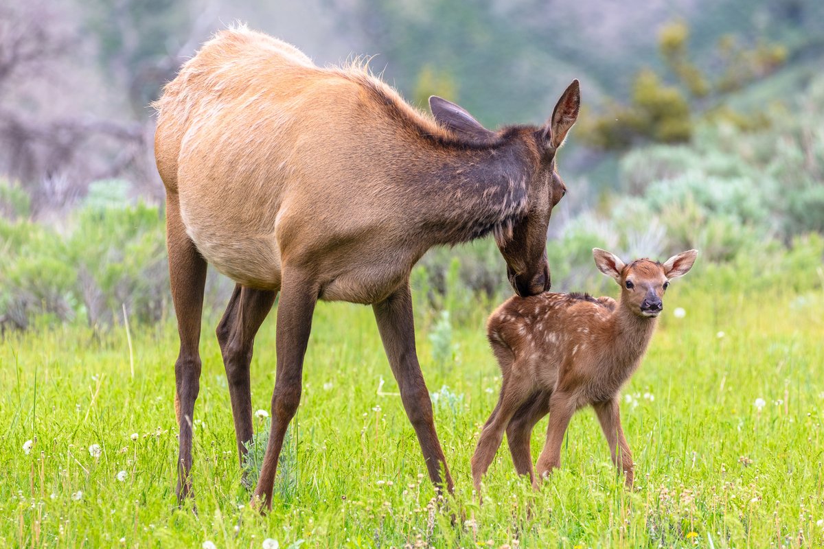 Ever wonder why elk calves have spotted fur? It serves as a natural camouflage to help young elk stay hidden in tall grass. In their first weeks, calves depend on their mothers for protection, nourishment, and a crash course in surviving in Greater Yellowstone.

Photo NPS