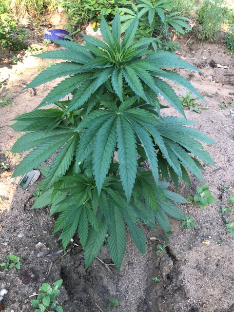 DC Seed Exchange (@dcseedexchange) on Twitter photo Check out these outdoor grow pics from a happy customer featuring Hazeman Seeds' Blowfish F4 ((G13 X Oregon Funk) X (G13 X Blue Dot)) in the Colorado dirt!
"Insane growth," "leaves so big," and "they absolutely love it" – all thanks to <a href="/Reefertilizer/">Reefertilizer</a> nutrients! This combo is Check out these outdoor grow pics from a happy customer featuring Hazeman Seeds' Blowfish F4 ((G13 X Oregon Funk) X (G13 X Blue Dot)) in the Colorado dirt!
"Insane growth," "leaves so big," and "they absolutely love it" – all thanks to <a href="/Reefertilizer/">Reefertilizer</a> nutrients! This combo is