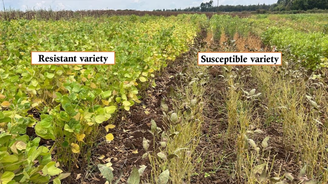 Picture this!! A side-by-side comparison of a susceptible vs rust resistant soybean variety in a disease nursery at Kenya Agricultural and Livestock Research Organization (<a href="/kalromkulima/">KALRO</a> )in Njoro, Kenya. #diseasemanagement